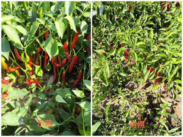 "與麟同行，共創(chuàng)美業(yè)"，中化化肥發(fā)布生物磷肥新品水溶美麟美、麟葆