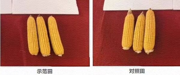 "與麟同行，共創(chuàng)美業(yè)"，中化化肥發(fā)布生物磷肥新品水溶美麟美、麟葆