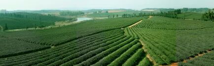 中國消費創(chuàng)新大會北京即將舉辦 攜手羊樓洞引領(lǐng)消費新時代