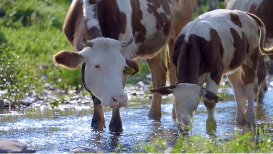 和順肉牛：品牌發(fā)展“犇”新篇，擘畫(huà)鄉(xiāng)村振興新圖景