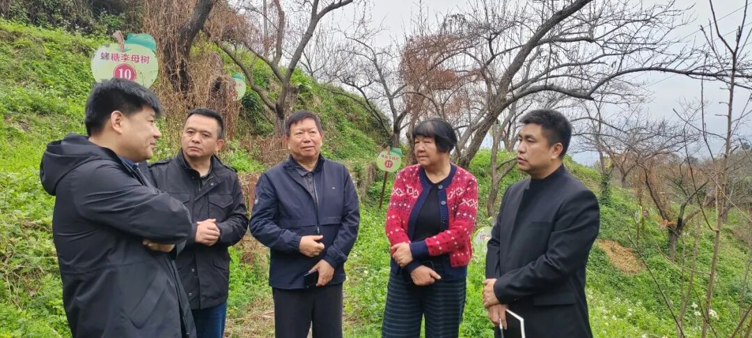 中國起源地品牌“中華源字號(hào)”蜂糖李產(chǎn)品品牌評(píng)定工作會(huì)議召開