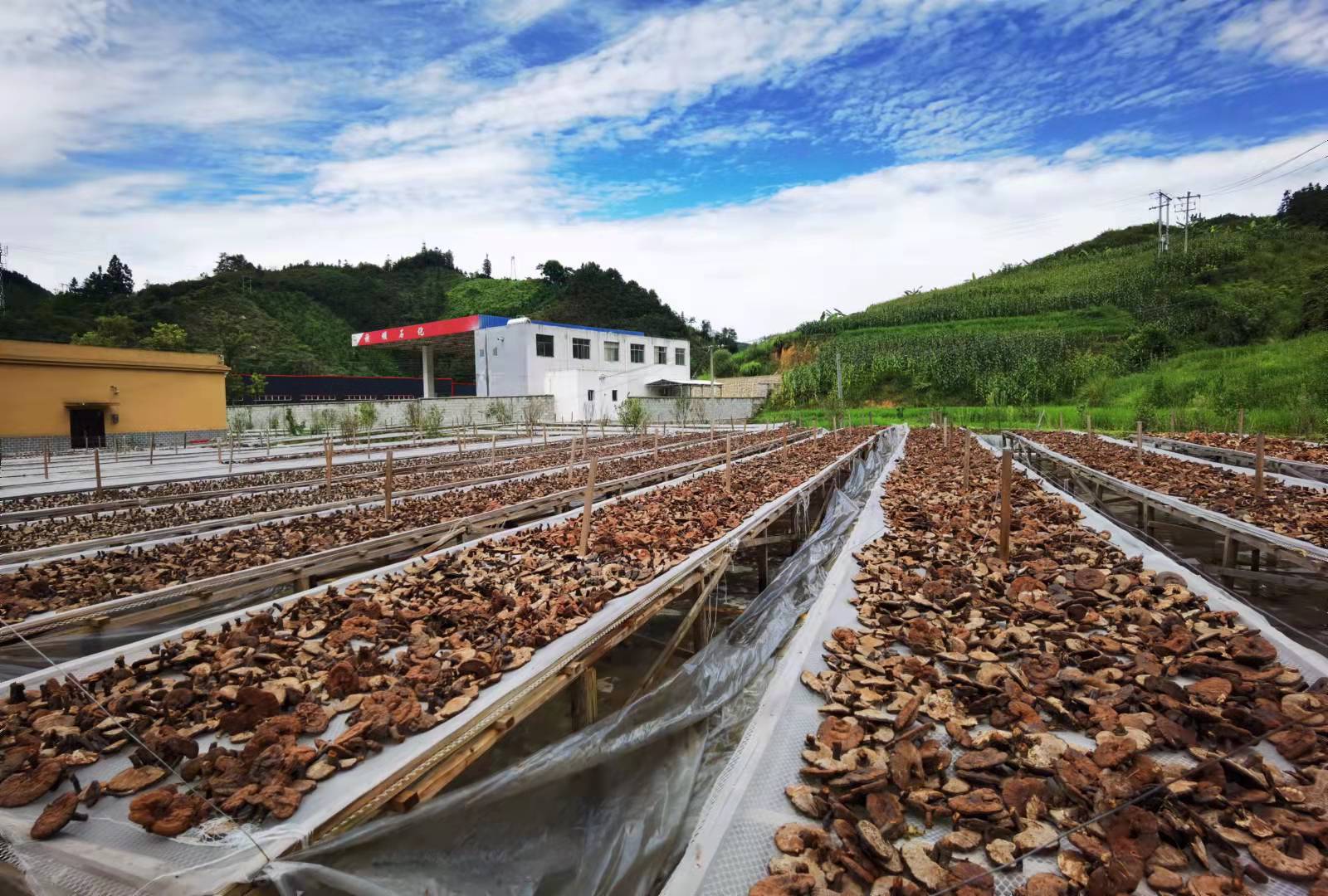 從黔地深山到全球舞臺(tái)：貴州中科分子以科技之力，讓“黔貨”成健康優(yōu)品