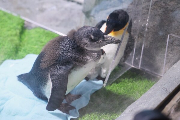 半馬蘇河 快樂加"馬"  長(zhǎng)風(fēng)海洋世界14年來繁育的首只企鵝寶寶名字揭曉