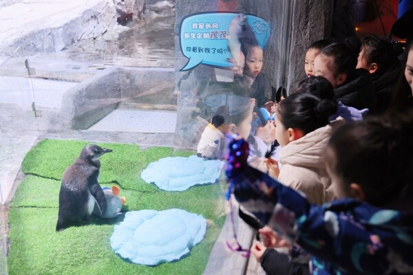 半馬蘇河 快樂加"馬"  長(zhǎng)風(fēng)海洋世界14年來繁育的首只企鵝寶寶名字揭曉