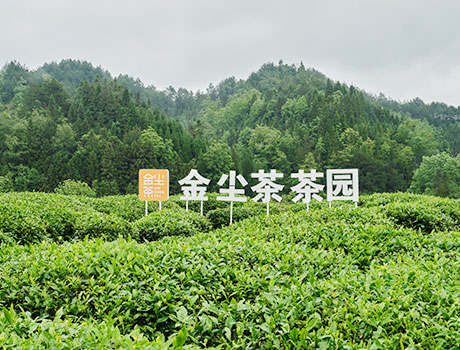 貴州金塵茶茶葉發(fā)展有限公司